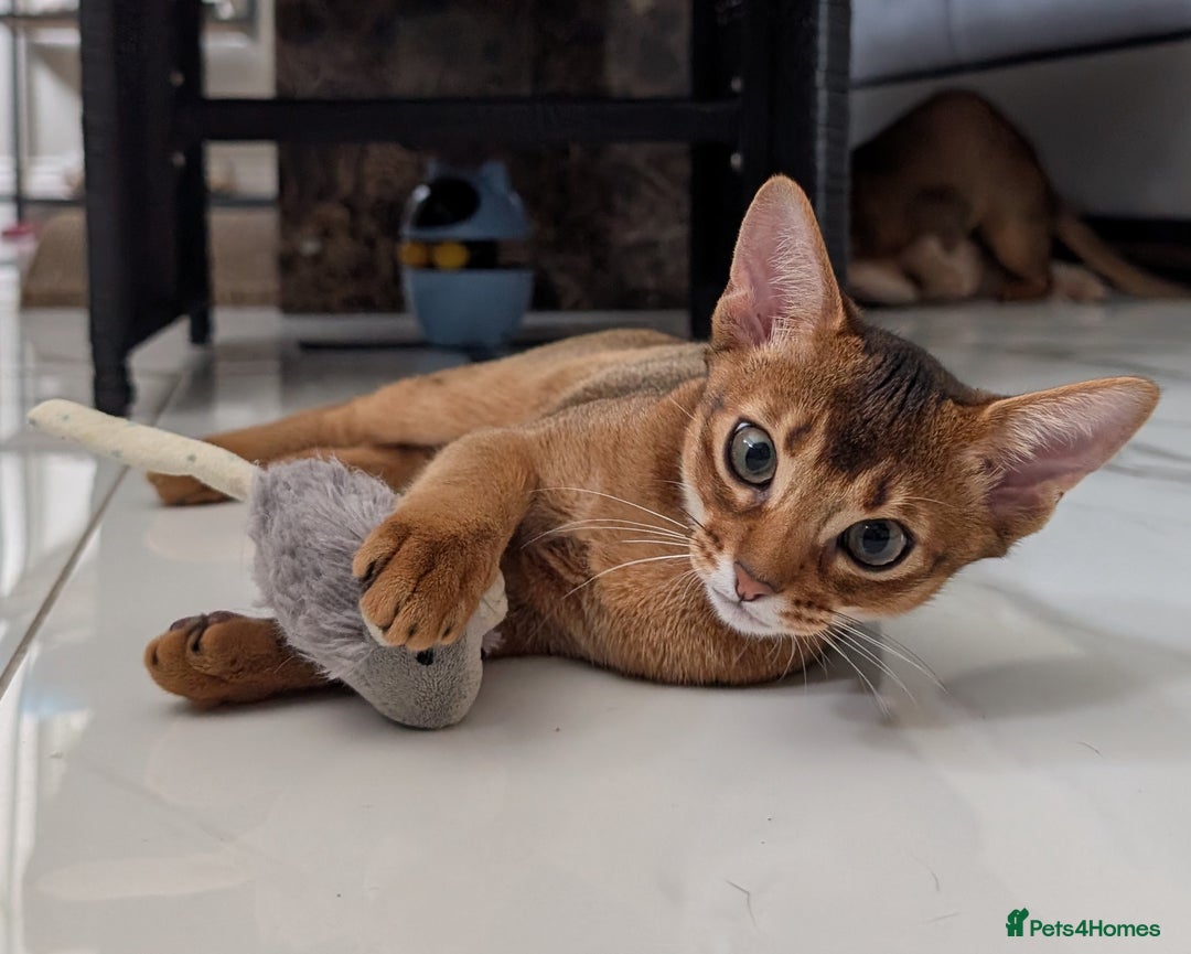 Abyssinian cats for sale: LAST 🤎🤎GIRL🐈 Available 💙🤎 TICA pedigree  in Ruislip - Image 2
