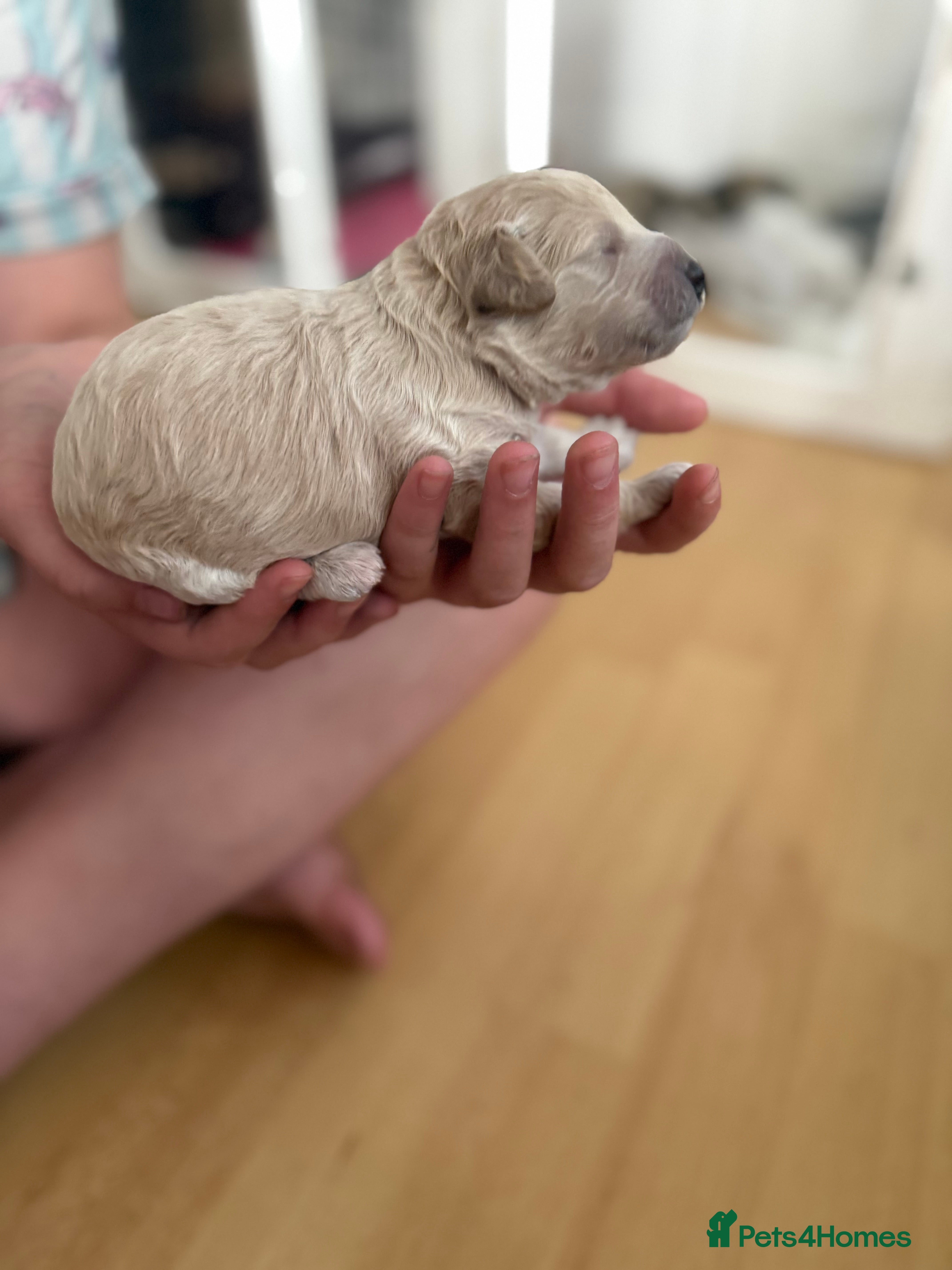 Poochon Puppy 4