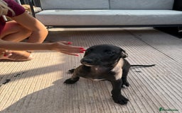 Lurcher dogs for sale: Bull cross puppies  - Image 8