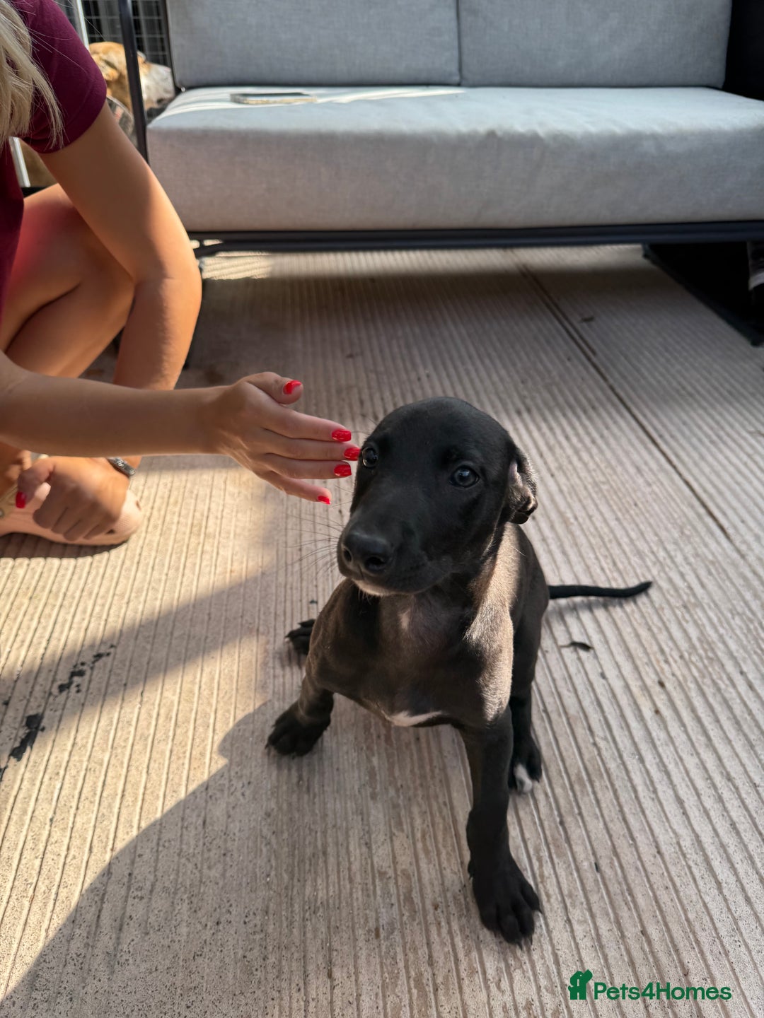 Lurcher dogs for sale: Bull cross puppies  - Image 8