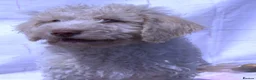 Labradoodle dogs for sale: A Better Start Fully Vaccinated Manners HomeRaised - Advert 13