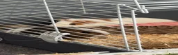 Guinea Pig rodents for sale: Guinea pigs  in Stockton-on-Tees - Advert 2
