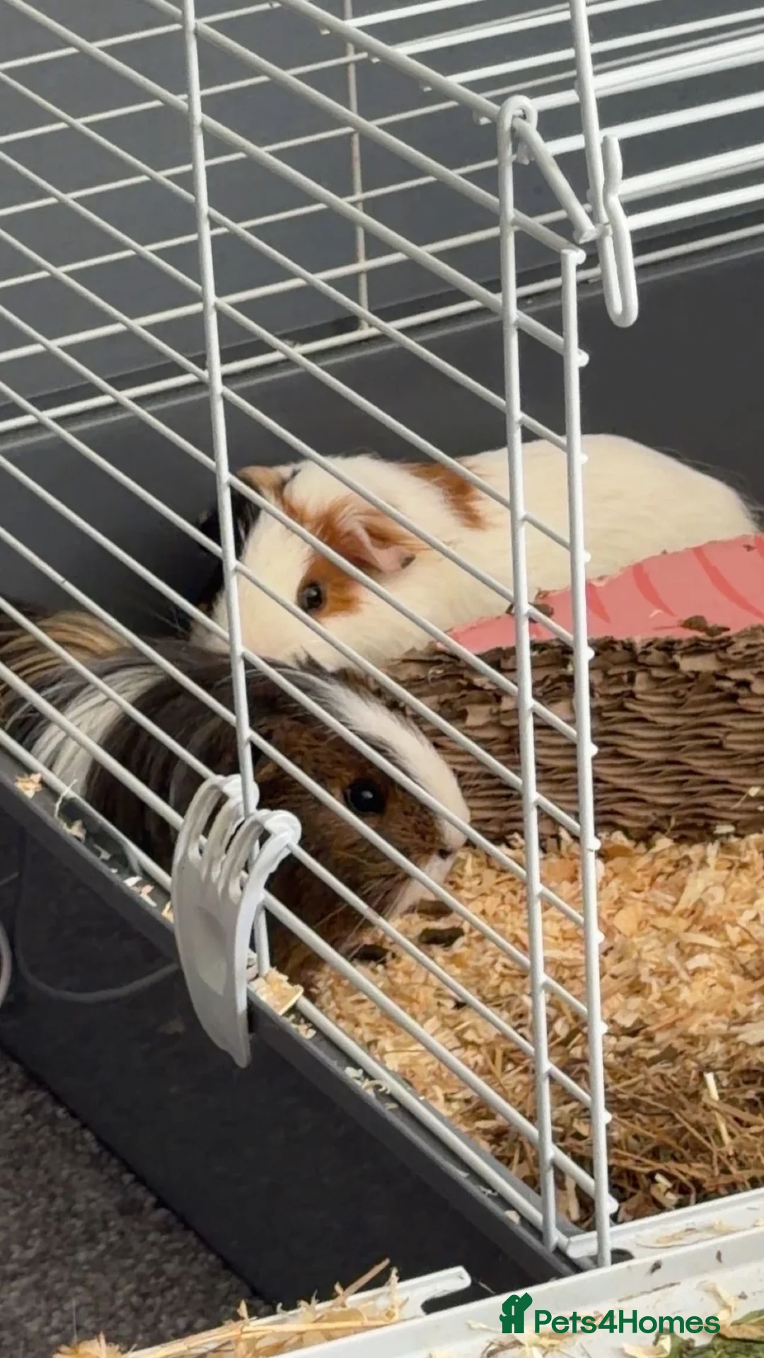 Guinea Pig rodents for sale: Guinea pigs  in Stockton-on-Tees - Advert 2