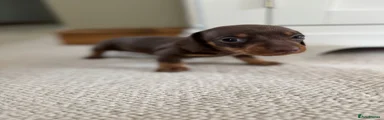 Miniature Dachshund Puppy 1