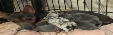 Male - Blue & Tan Merle
