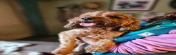 Cavapoo dogs for sale: F1 Cavapoo Deep Apricot (red/ruby) Boy for sale - Advert 6