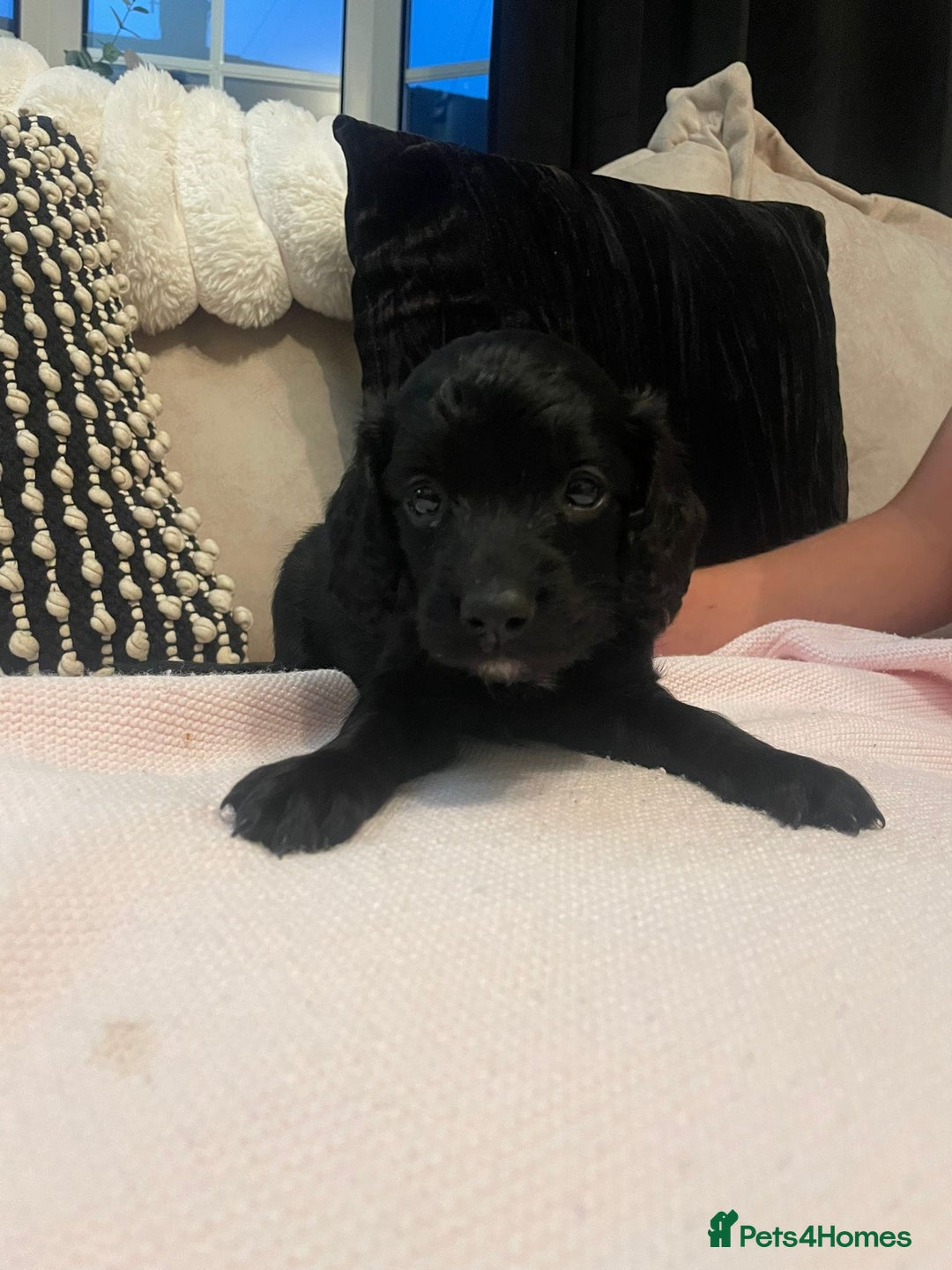 Cockapoo dogs for sale: 4 Stunning and Healthy cockapoos *2 girls 2boys* - Image 13