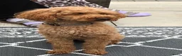Miniature Poodle dogs for sale: Two female apricot miniature poodles  - Advert 16