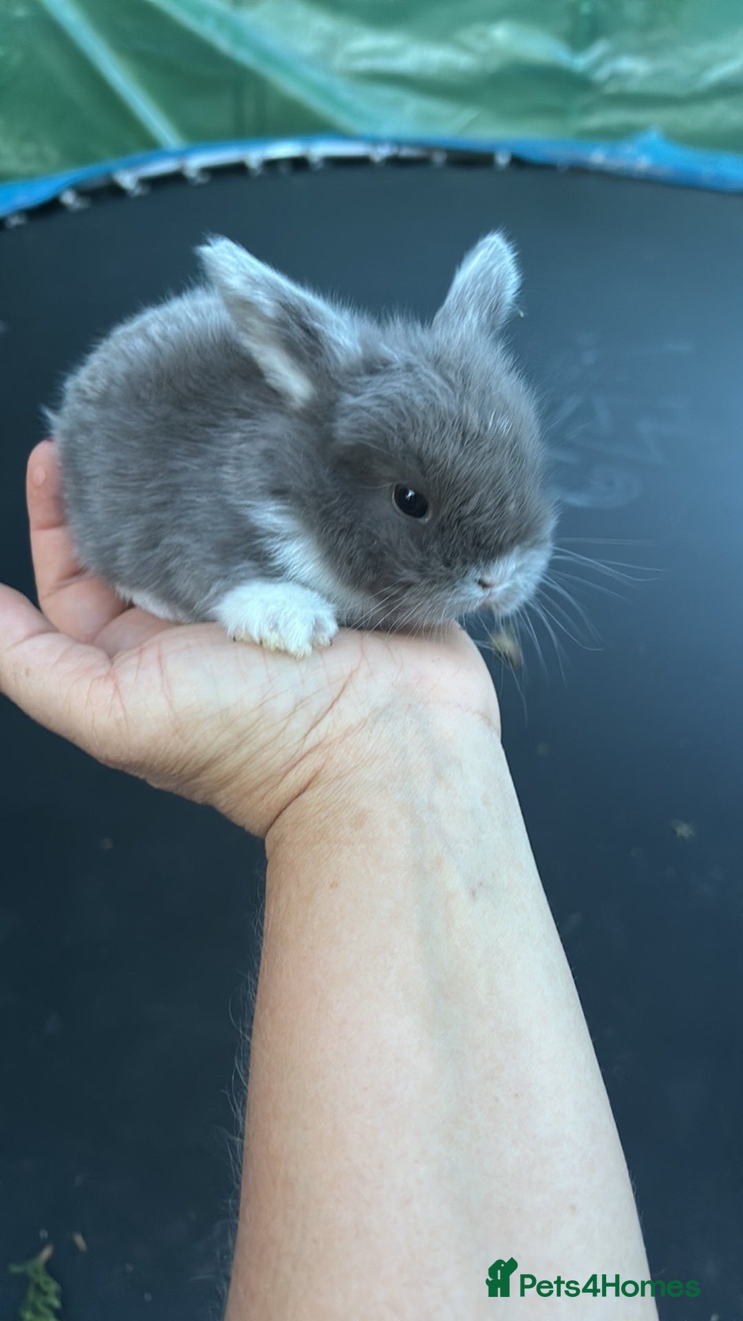 Mini Lop rabbits for sale: Cute mini lops - Image 3