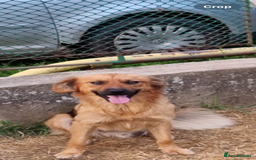 Mixed Breed dogs for adoption: Home Need Urgently  - Image 6