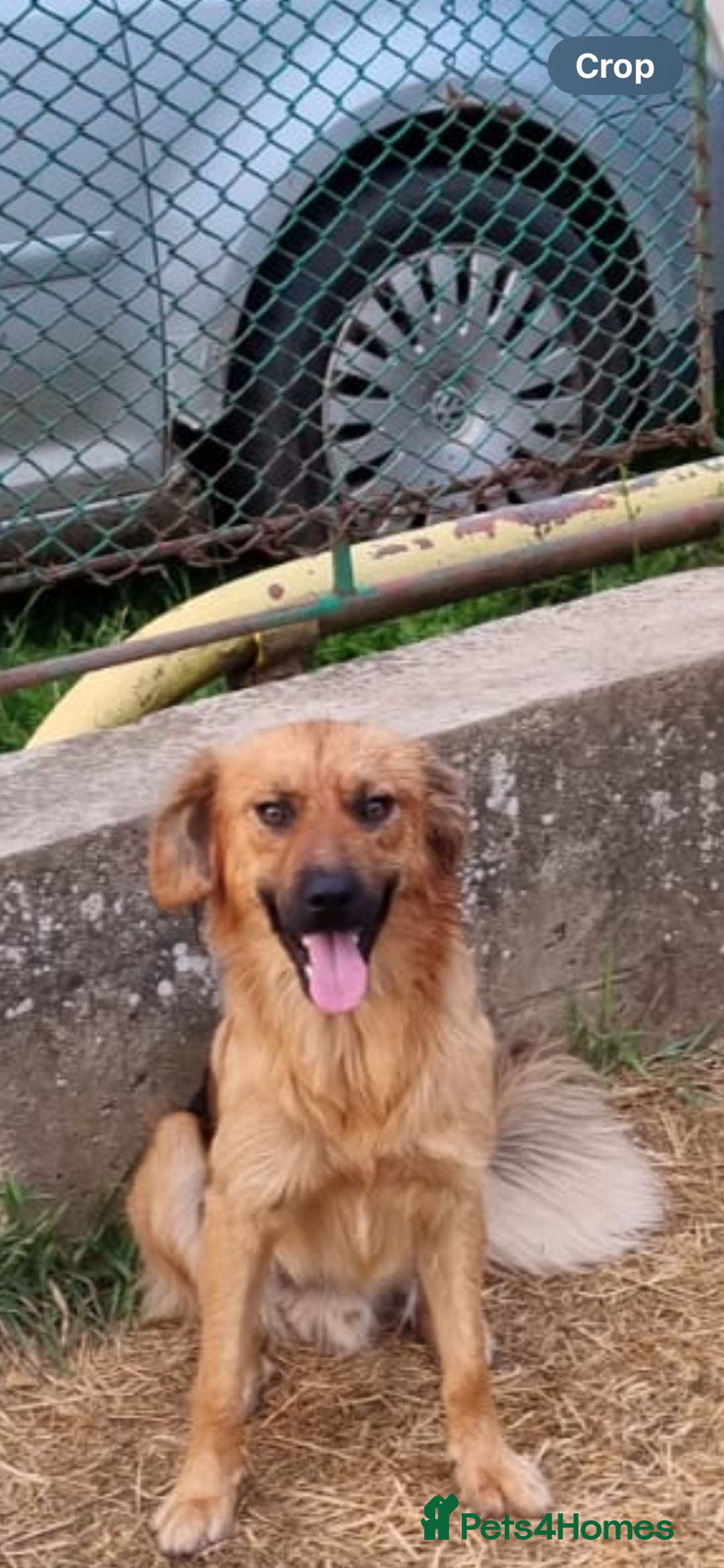 Mixed Breed dogs for adoption: Home Need Urgently  - Image 6