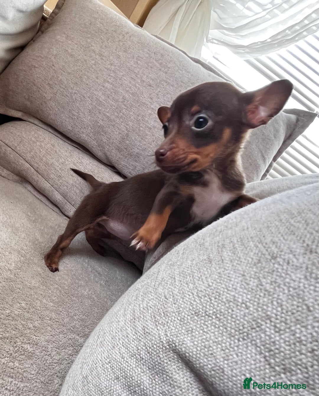Mixed Breed dogs for sale: Adorable Dachshund x Pomchi Puppies - Image 1
