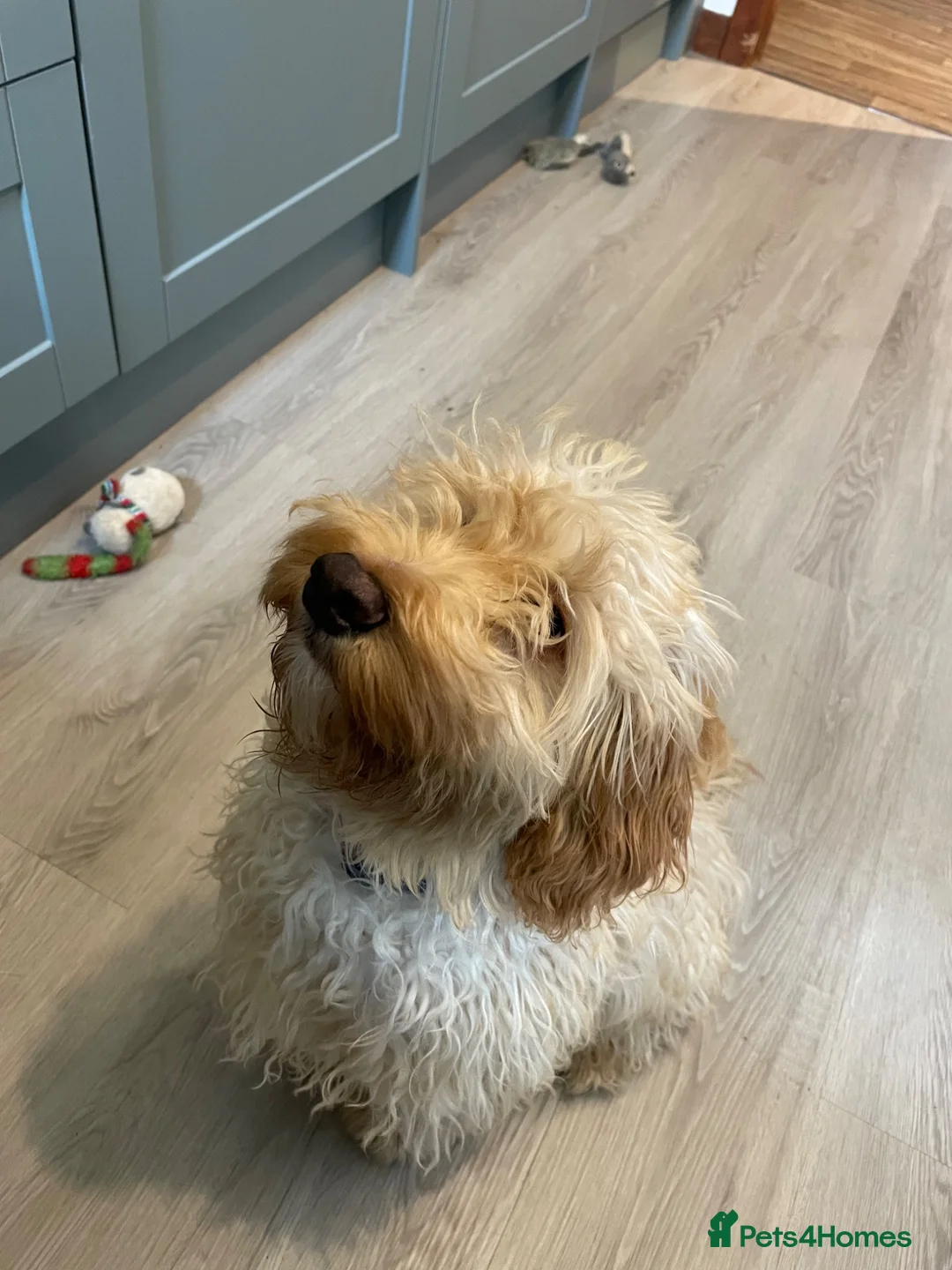 Cockapoo dogs for sale: Cockapoo in Montrose - Advert 3