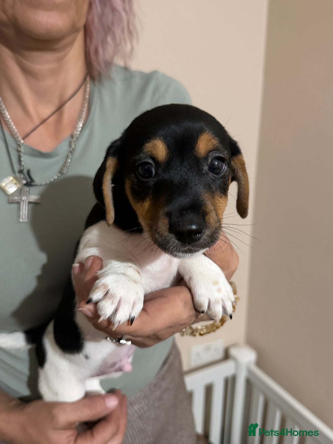 Jack Russell dogs for sale: 2 Jack Russell Puppies  - Advert 12