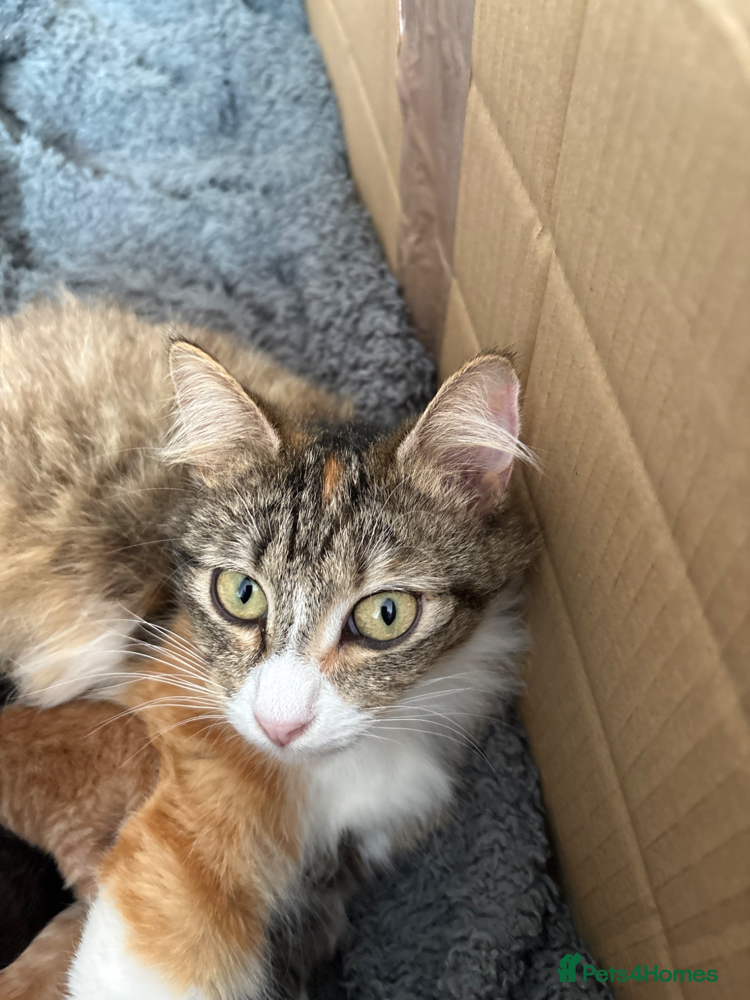 British Shorthair cats 5 Stunning Babies - Advert 2