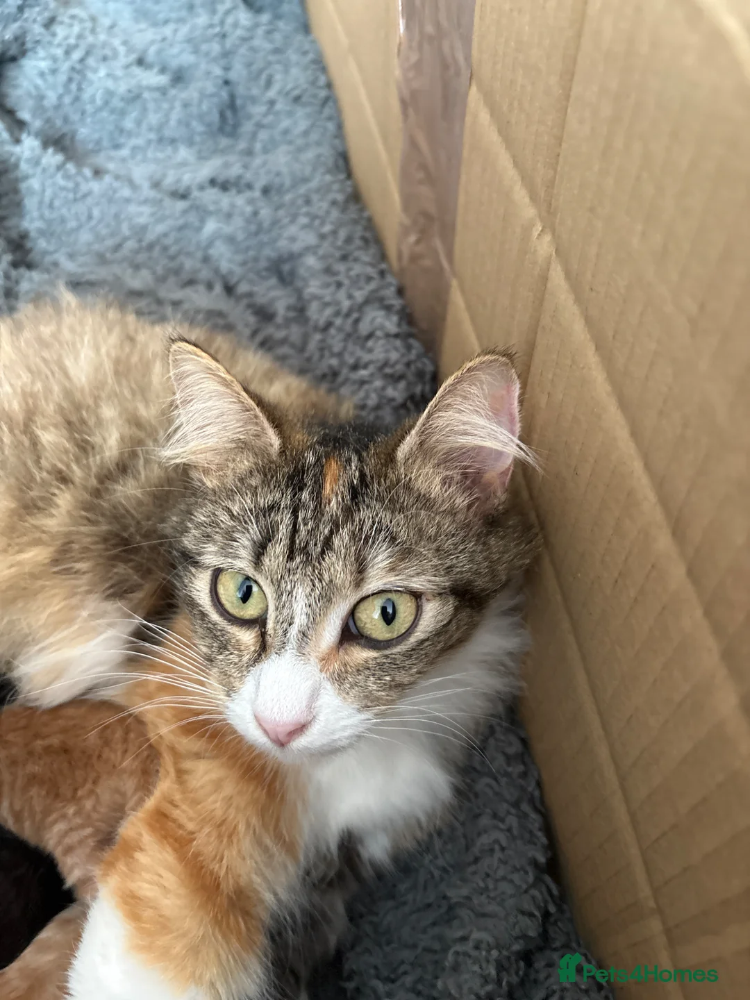 British Shorthair cats for sale: 5 Stunning Babies - Advert 1