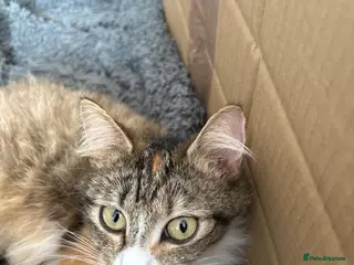 British Shorthair cats 5 Stunning Babies - Advert 16