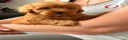 Maltipoo dogs for sale: Beautifulpuppy  - Advert 6