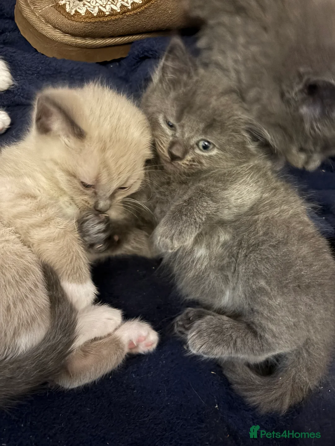 Mixed Breed cats for sale: ❤️Ready on 14th Jan! ragdoll/British blue  - Advert 8