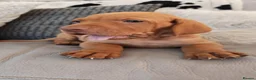 Hungarian Vizsla dogs for sale: Beautiful Hungarian Vizsla Puppies 4 Girls 2 Boys - Advert 19