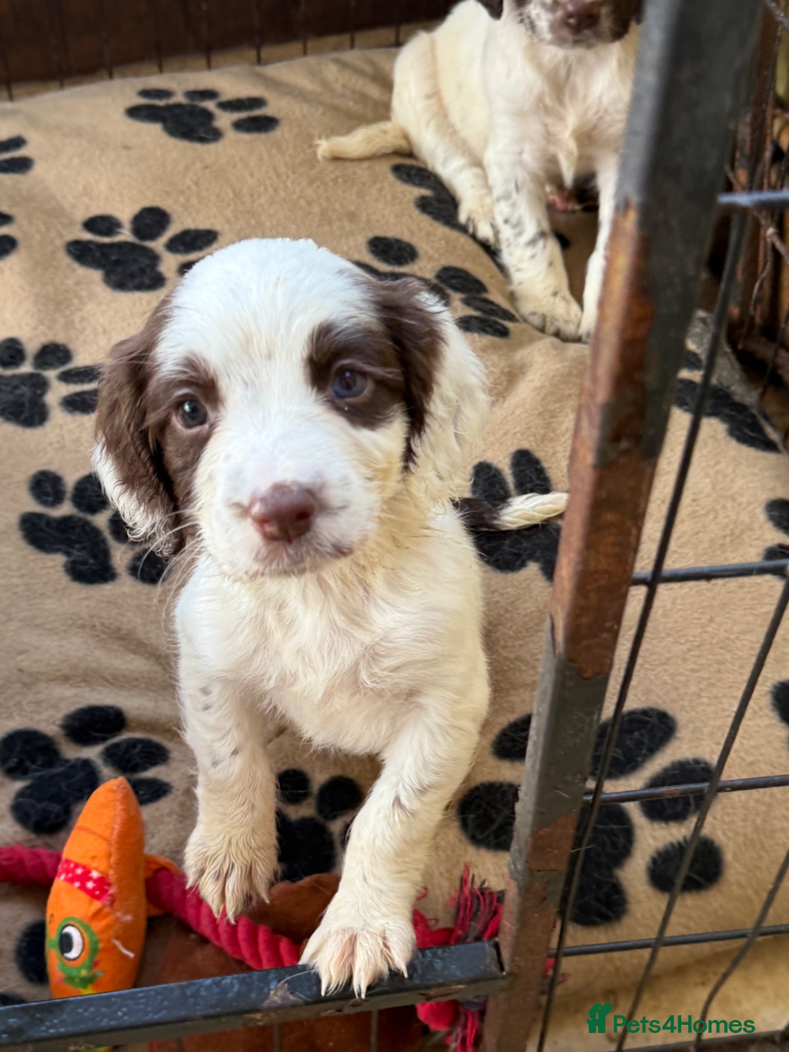English Springer Spaniel dogs 5 lovely springer spaniel girls  - Advert 4