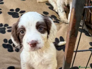 English Springer Spaniel dogs 5 lovely springer spaniel girls - Advert 4