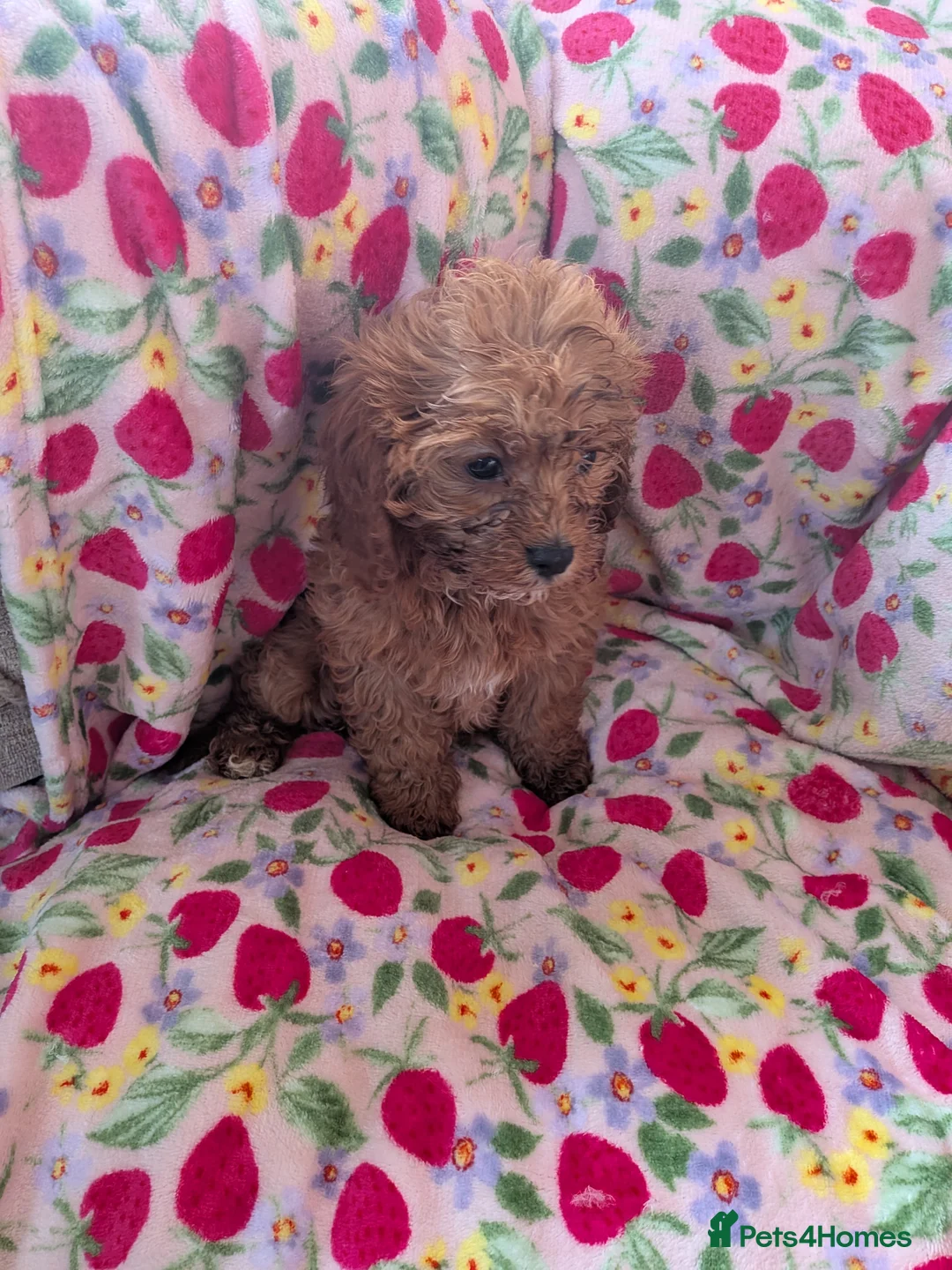 Cavapoo dogs for sale: 🌟 Stunning F1 cavapoo puppies 🌟 - Advert 12