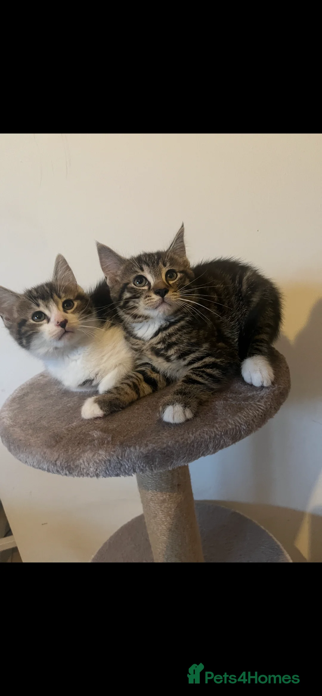 Mixed Breed cats for sale: MAINECOON X KITTENS  - Advert 4