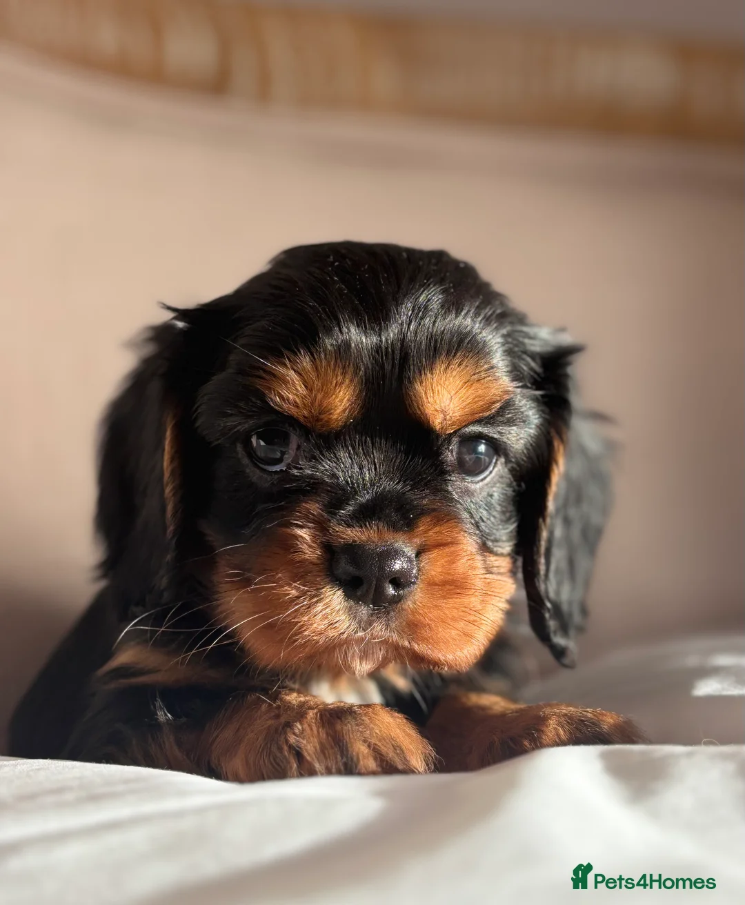 Cavalier King Charles Spaniel dogs for sale: 🐶KC REG, EXTENSIVELY HEALTH TESTED CAVALIER 🐶  - Advert 9