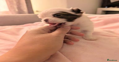 Chihuahua dogs - Advert 6