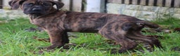 Presa Canario dogs for sale: Presa Canario Puppies (Recognised Breeder) - Advert 18
