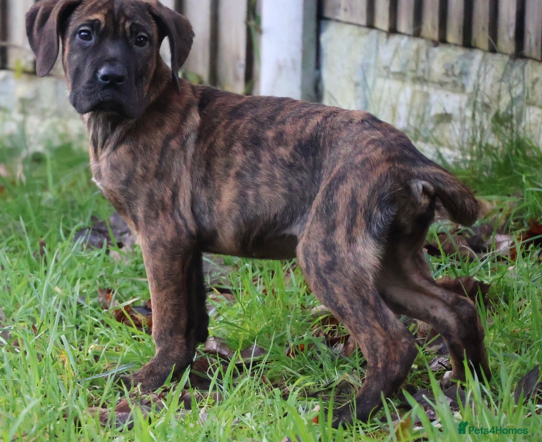 Presa Canario dogs for sale: Presa Canario Puppies (Recognised Breeder) - Advert 18