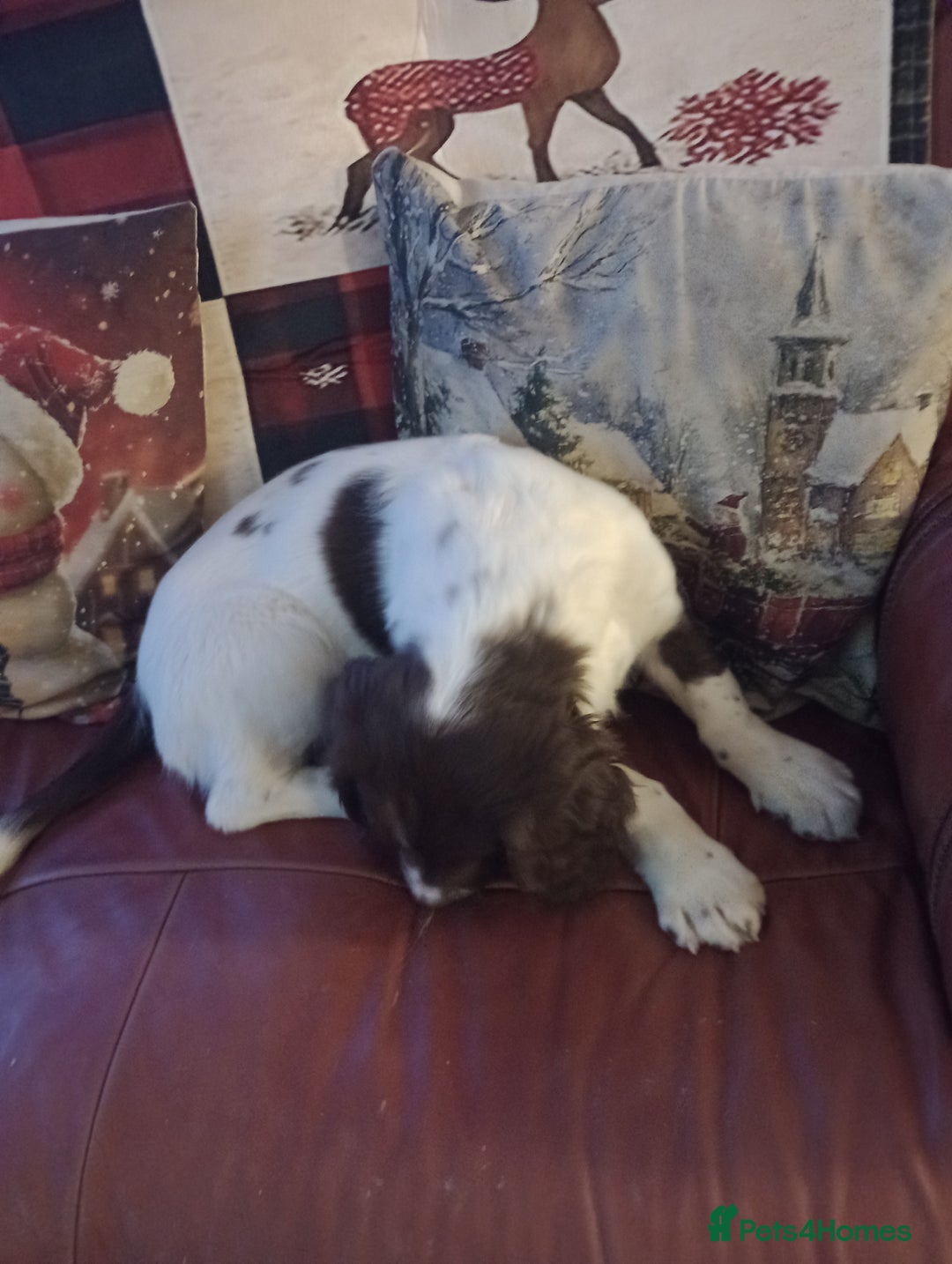 English Springer Spaniel dogs for sale: English springer spaniel  - Advert 2