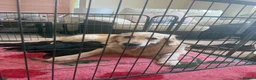 Mixed Breed dogs for sale: Beautiful golden retriever cross puppies  - Advert 7