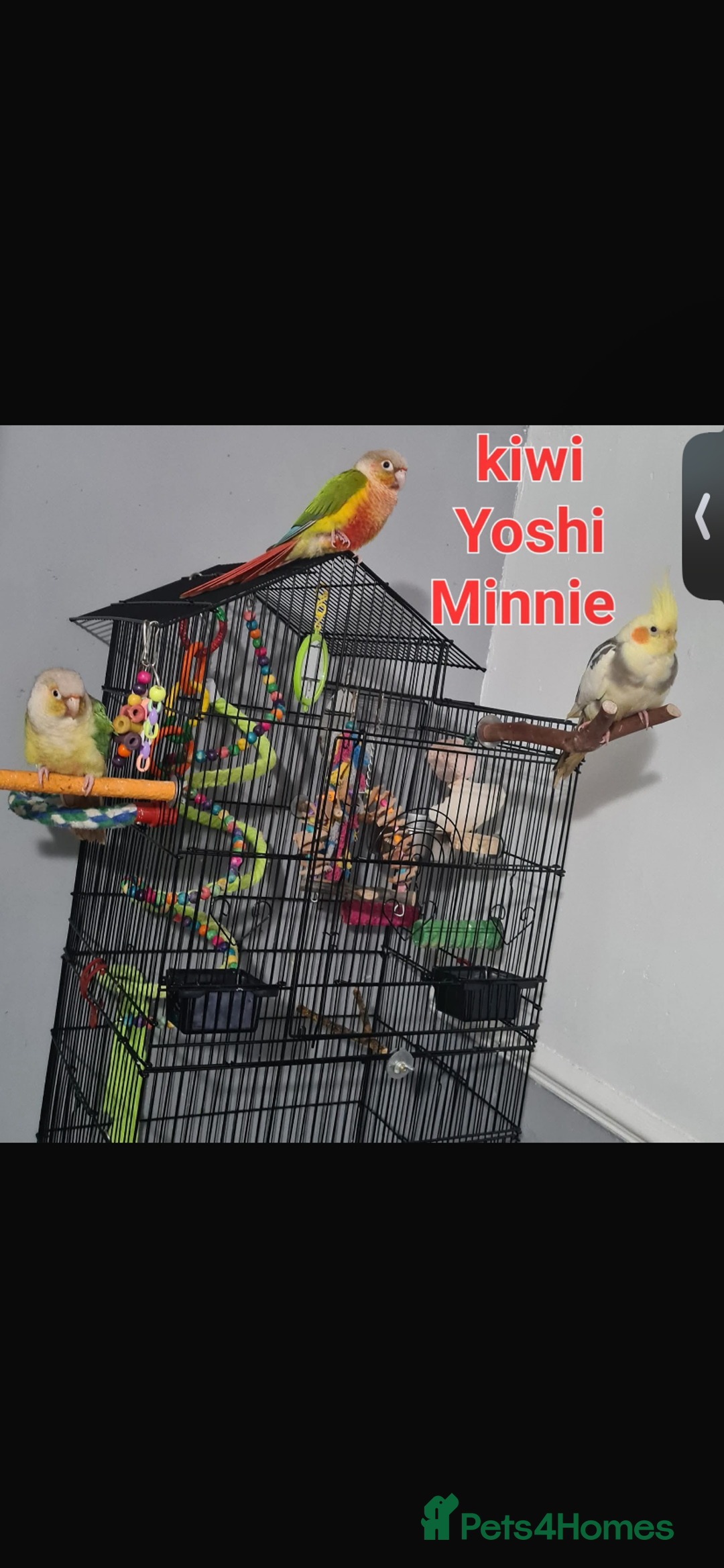 Conures birds for sale: Pair of Conures male pineapple female cinnamon - Image 2