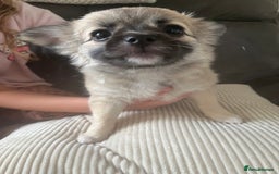 Chihuahua dogs for sale: Long haired chihuahuas READY TO LEAVE NOW. - Image 3