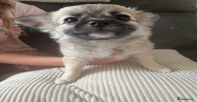 Chihuahua dogs - Advert 13