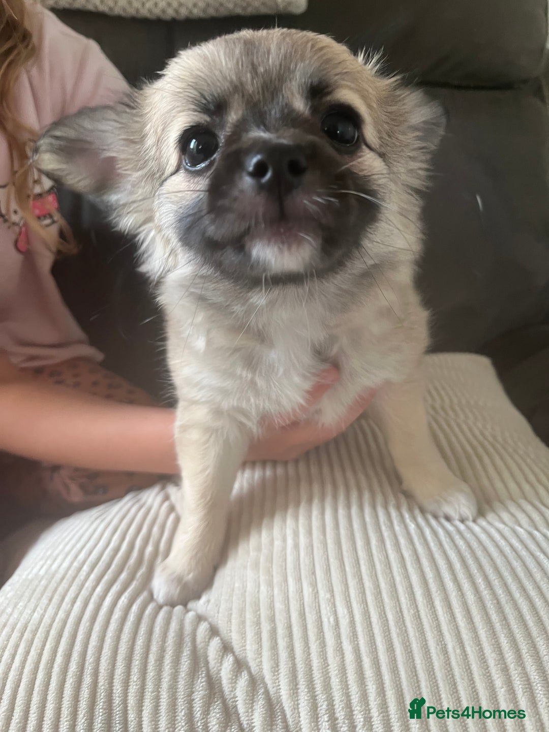 Chihuahua dogs for sale: Long haired chihuahuas READY TO LEAVE NOW. - Image 3