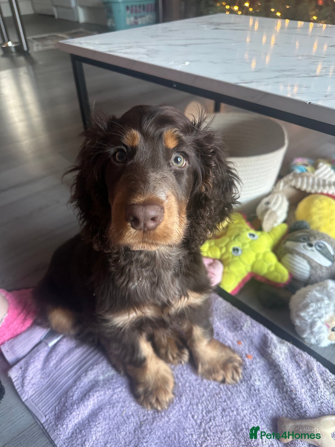 Cocker Spaniel dogs for sale: Beautiful cocker spaniel boy - Show x Working Type - Advert 8