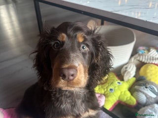 Cocker Spaniel dogs Show x Working Cocker Pup - READ ADVERT! - Advert 5