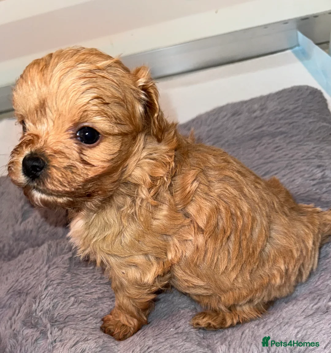 Maltipoo dogs for sale:    Beautiful Korean Maltipoo Puppies – 5 Week Old  - Advert 4