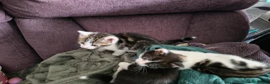 Mixed Breed 2