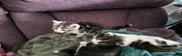 Mixed Breed cats for sale: Kittens for sale  in Boston - Advert 3
