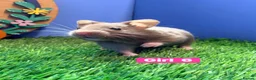 Hamster rodents for sale: Syrian Hamster Babiy Males Females Boy Girl - Advert 11