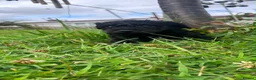 Schnoodle dogs for sale: 🐾 Adorable Schnoodle Puppies 🐾 - Advert 38