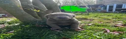 Labrador Retriever dogs for sale: 5 generations pedigree silver Labrador puppies  - Advert 12
