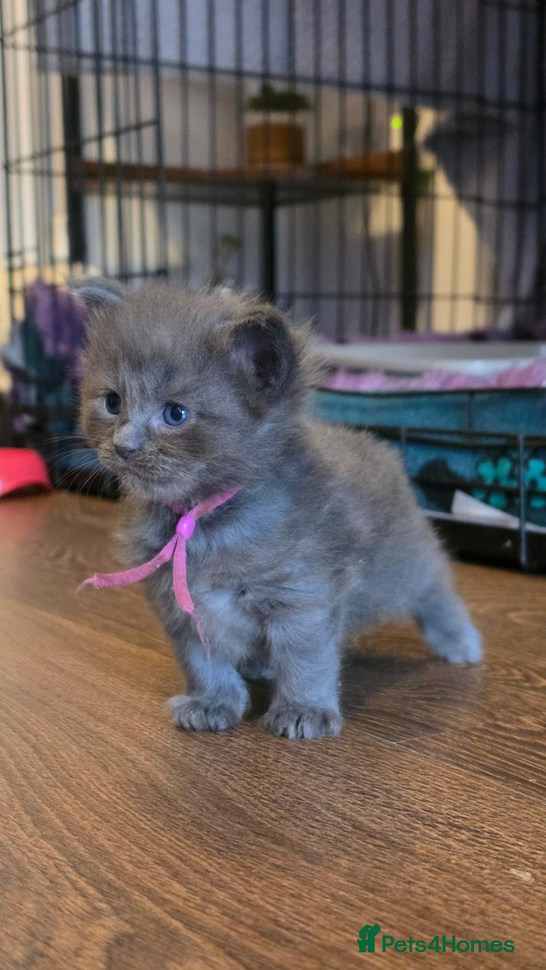 Maine Coon cats for sale: Stunning Maine Coons - Advert 8