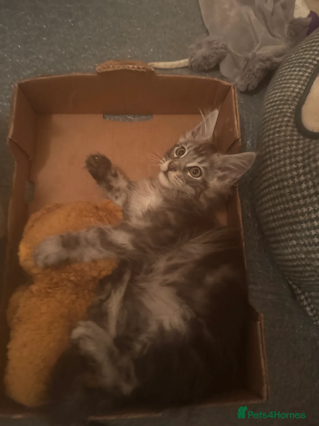 Maine Coon cats for sale: Stunning silver/black tabby MC boys available  - Advert 20