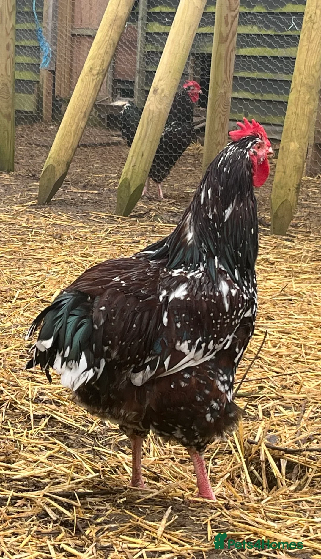 Mixed Breed livestock for sale: Speckled Sussex Cockerel in Woodbridge - Advert 3