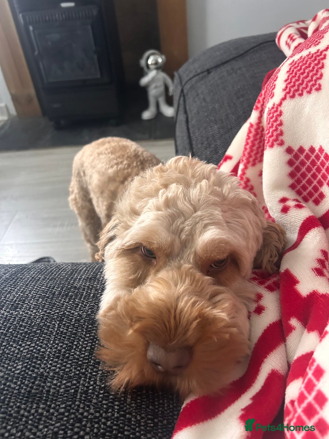 Cockapoo dogs for sale: 1 year old Cockerpoo - Image 5